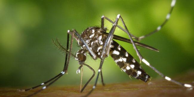 mosquito